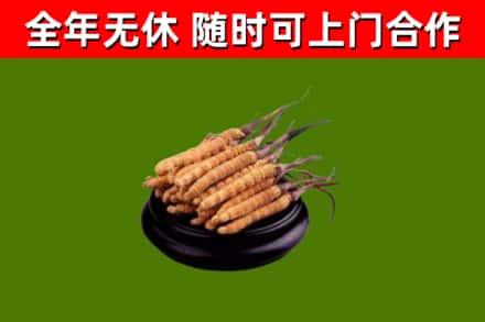 昭平县回收散虫草