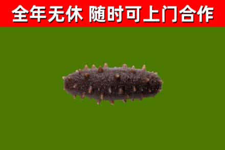昭平县回收海参干